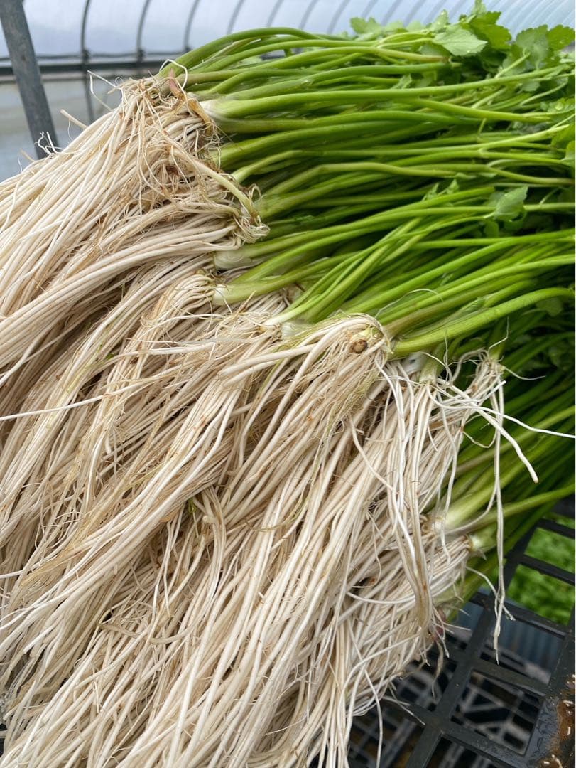 鮨人さん専用　三関セリ1.5キロ