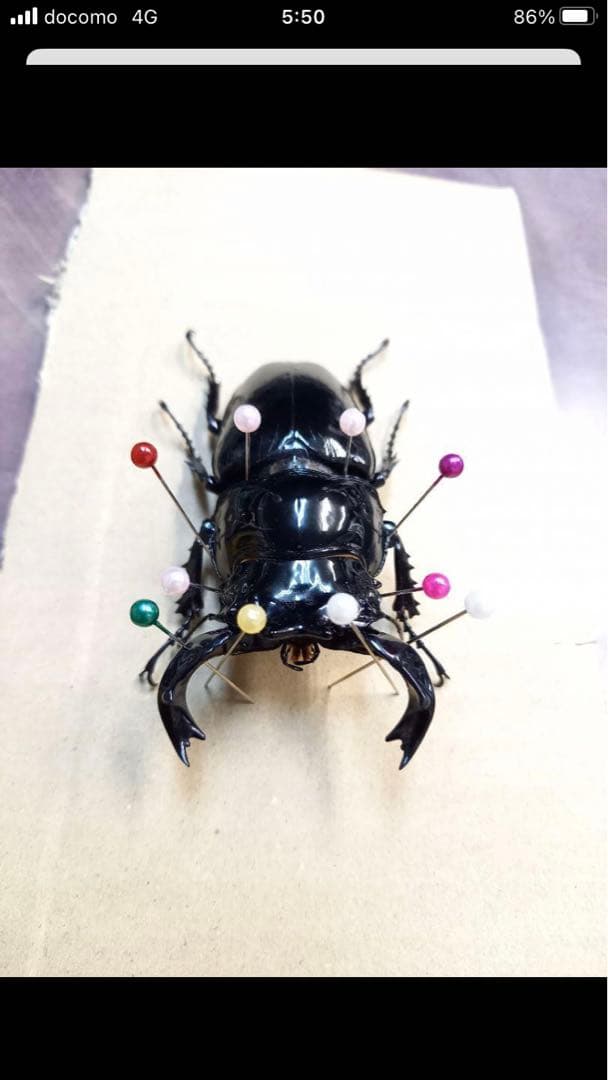 タランドゥスオオツヤクワガタ♂標本