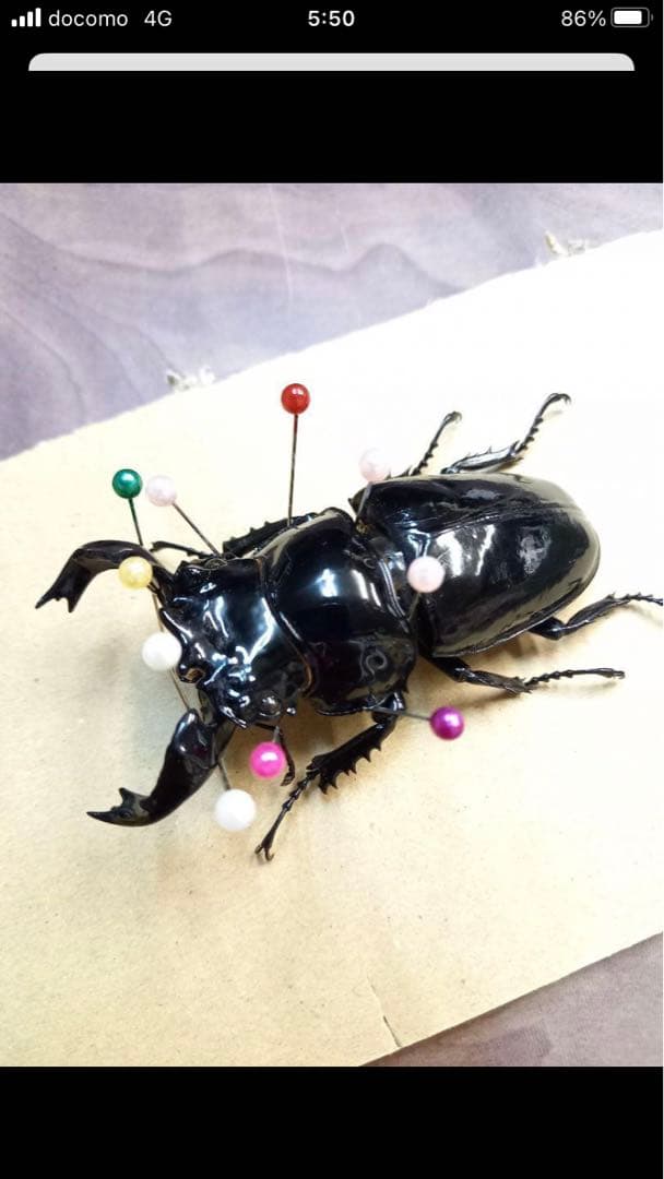 タランドゥスオオツヤクワガタ♂標本