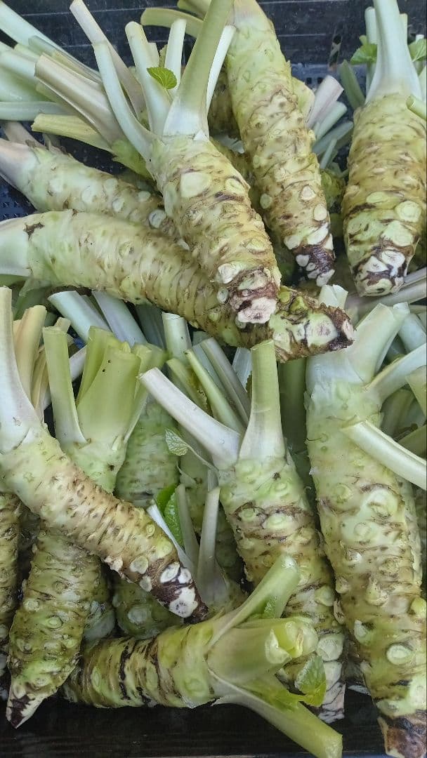 生小わさび　50㌘前後　20本ぐらい　1kg分