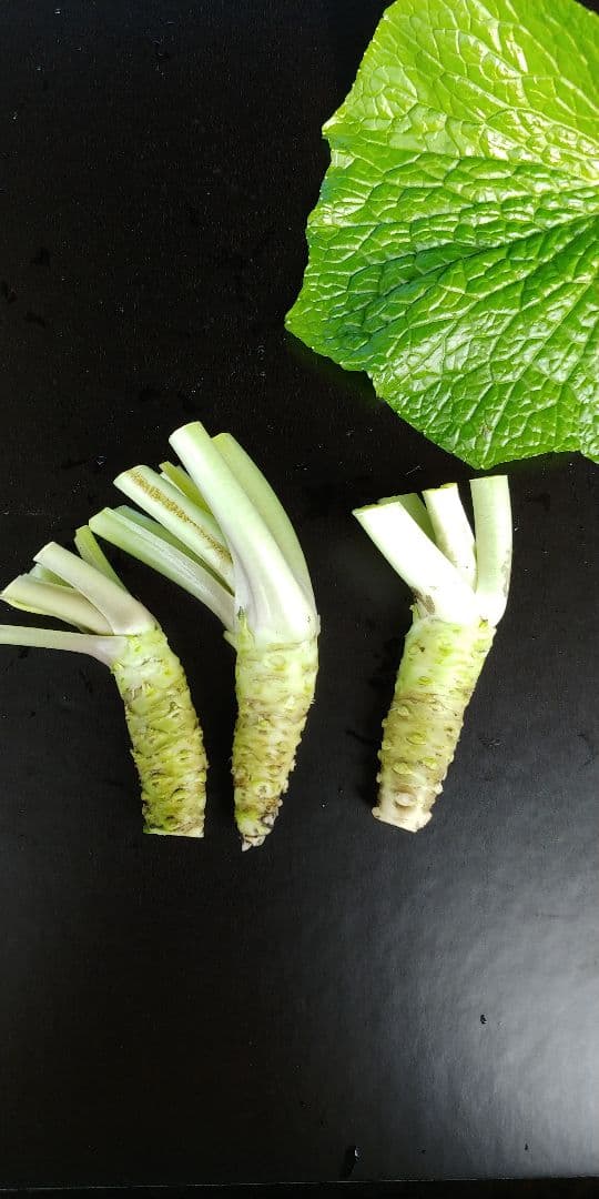 生小わさび　50㌘前後　20本ぐらい　1kg分