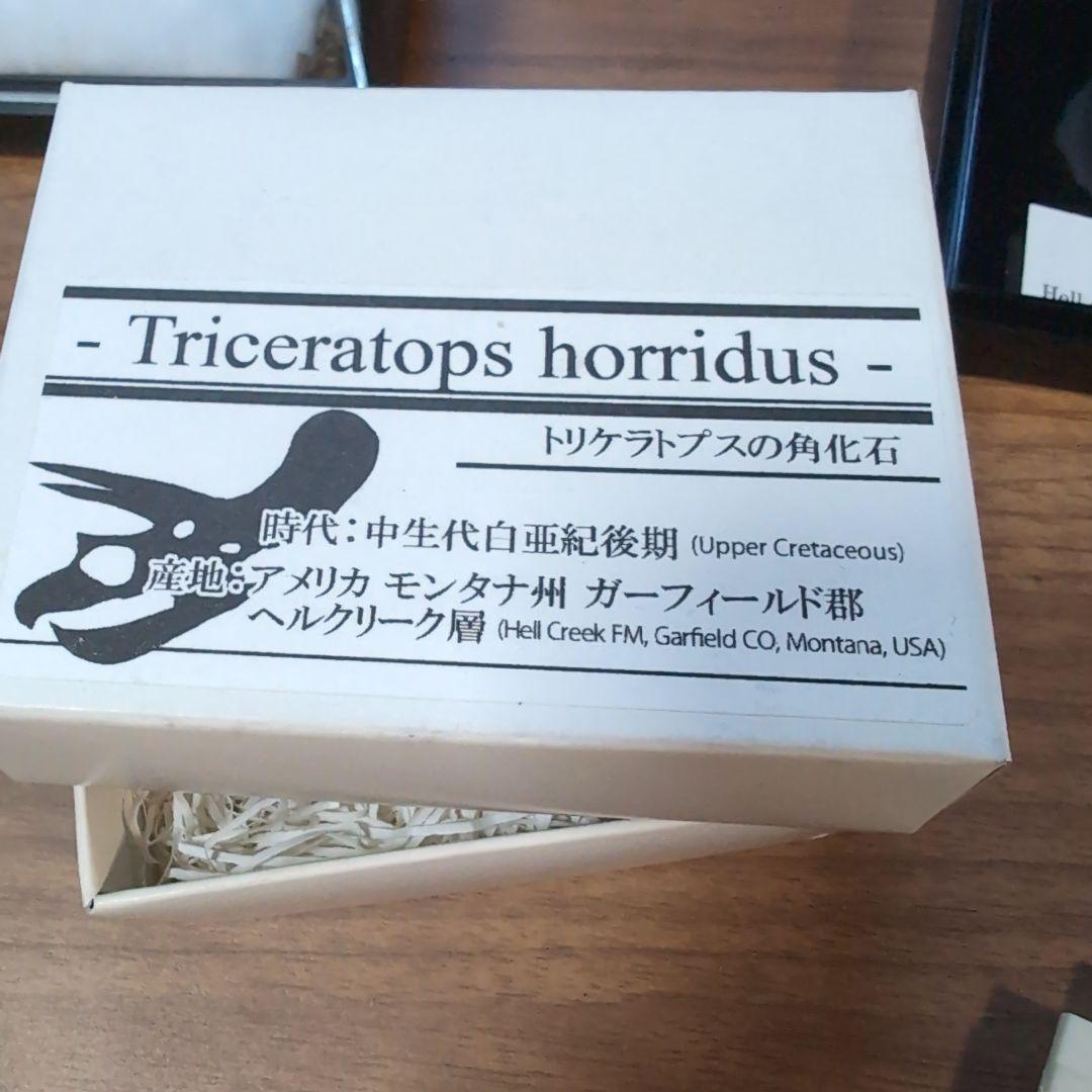 本物　トリケラトプス　角化石　71グラム　ラベル箱付き