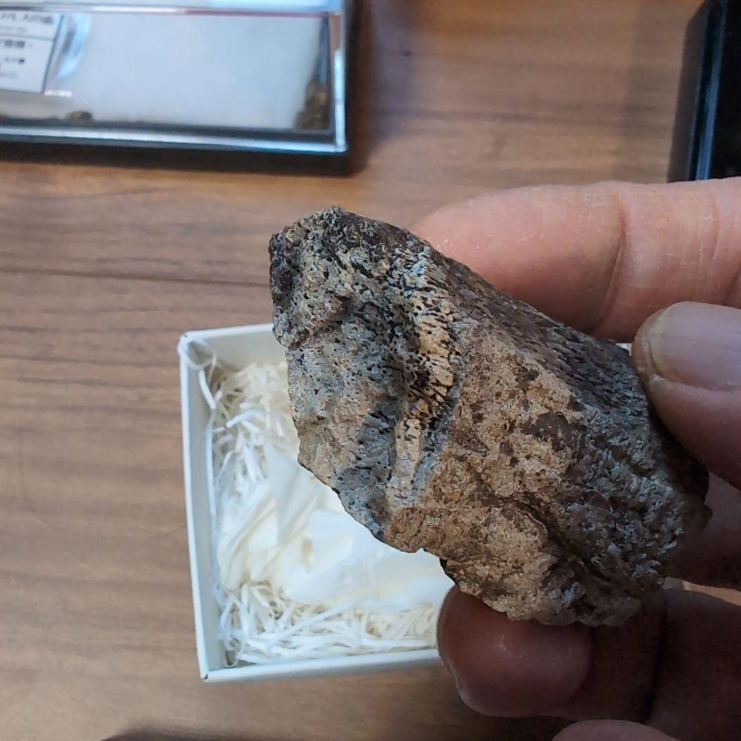 本物　トリケラトプス　角化石　71グラム　ラベル箱付き