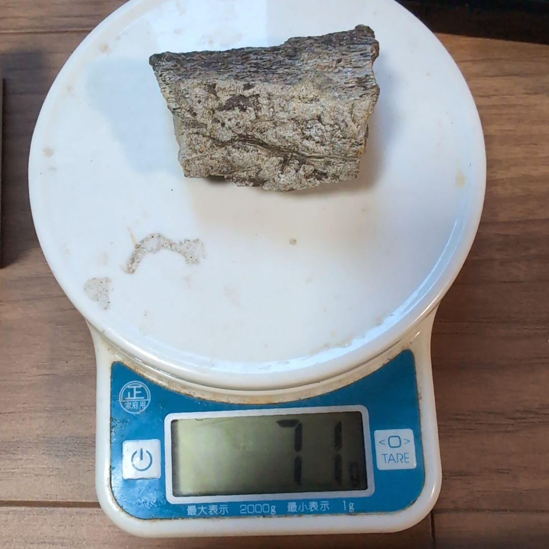 本物　トリケラトプス　角化石　71グラム　ラベル箱付き