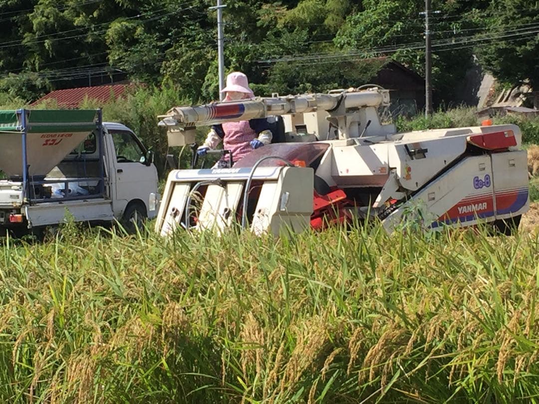 令和７年産米☆いのちの壱☆酵素散布米 ☆玄米 いのちの壱 24.5キロ 精米無料