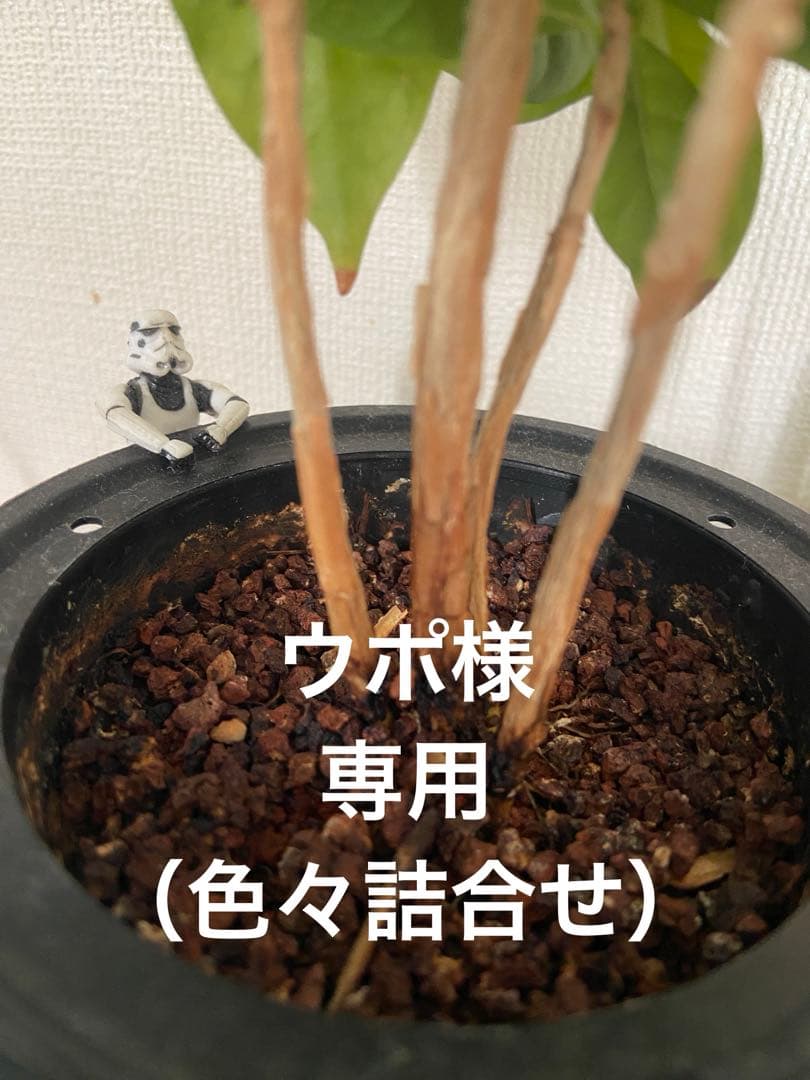 ウポ　（アパレル、グッズ等一式）