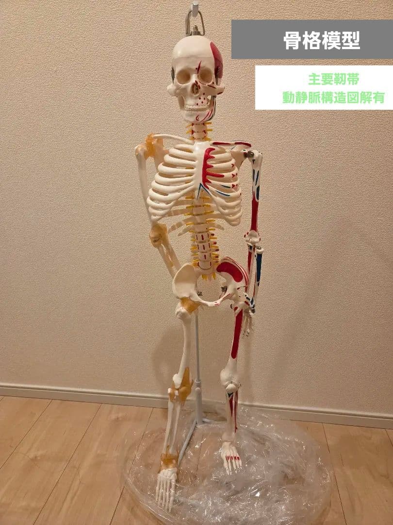 85CM 人体骨格模型 ソフトブラス 吊り下げタイプ　半身可動