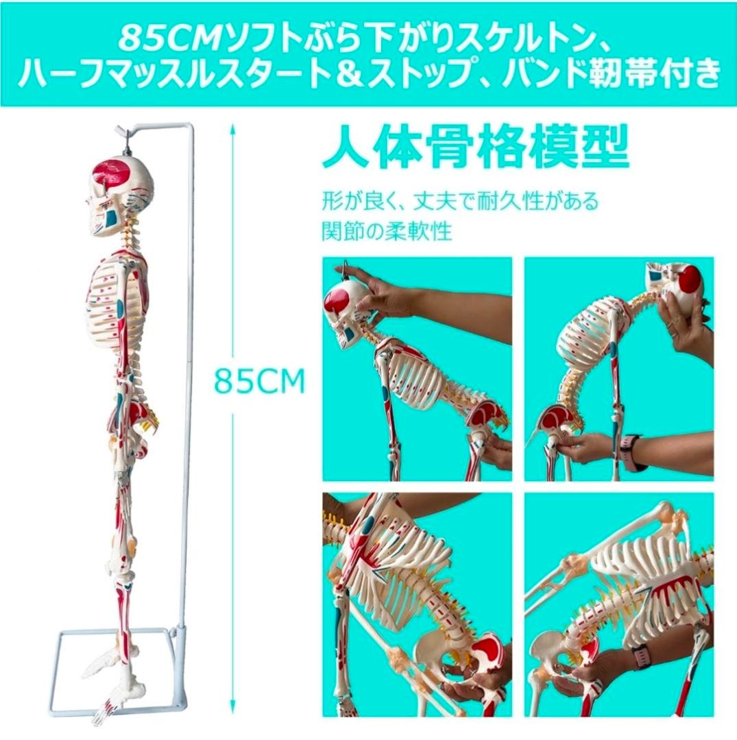 85CM 人体骨格模型 ソフトブラス 吊り下げタイプ　半身可動