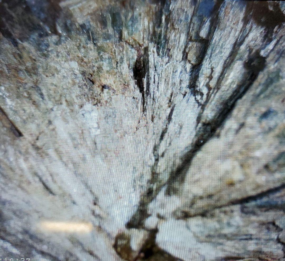 【貴重】灰鉄輝石 菊寿石 岐阜県 山県市 柿野東洞 柿野鉱山 鉱石 原石 国産