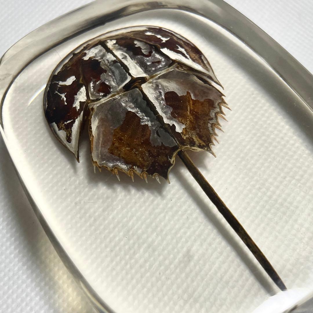 【特大】カブトガニ &クロサソリ　アクリル樹脂標本セット