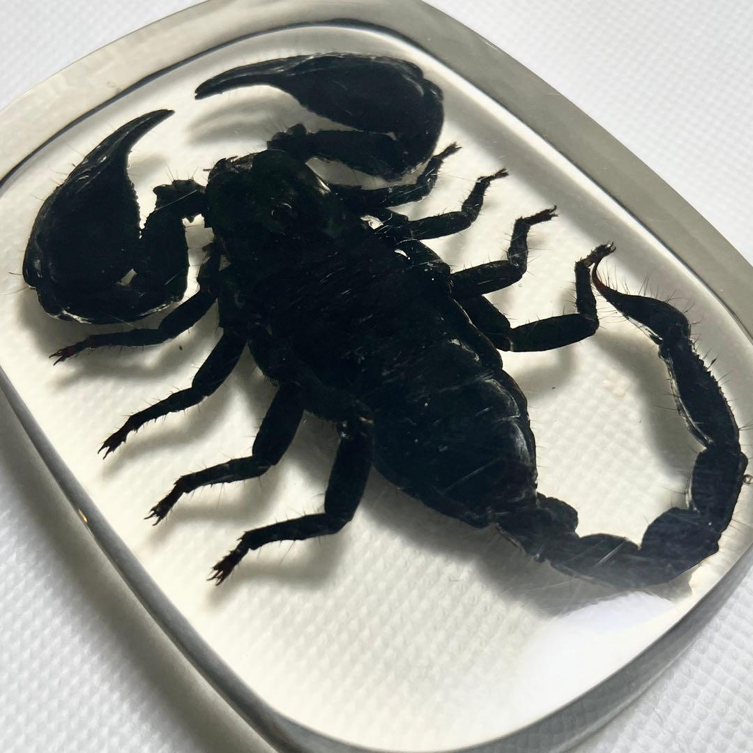 【特大】カブトガニ &クロサソリ　アクリル樹脂標本セット