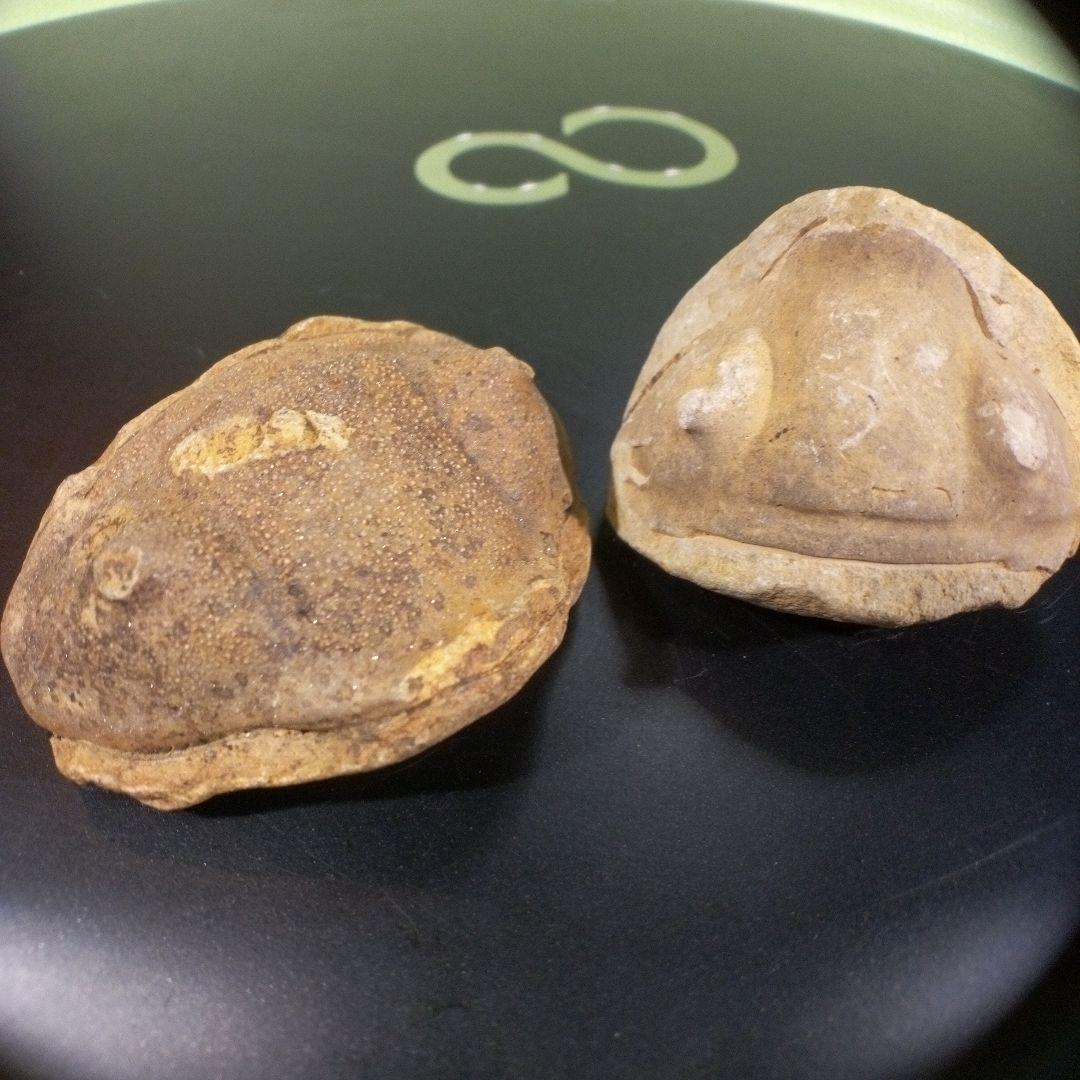 三葉虫　化石　fossil　ボリビア産　レア　Fossil識別②　２個セット