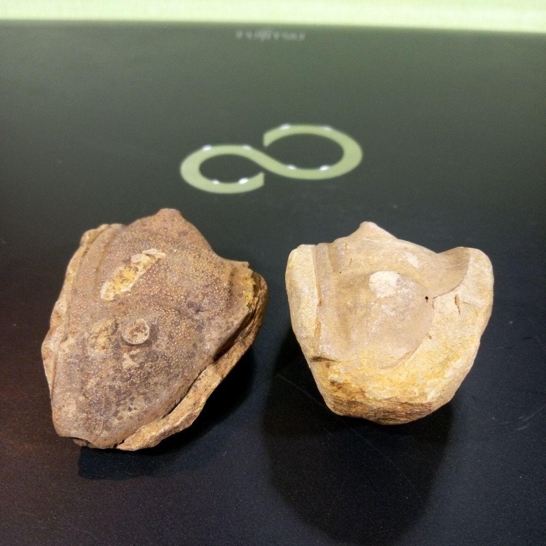 三葉虫　化石　fossil　ボリビア産　レア　Fossil識別②　２個セット