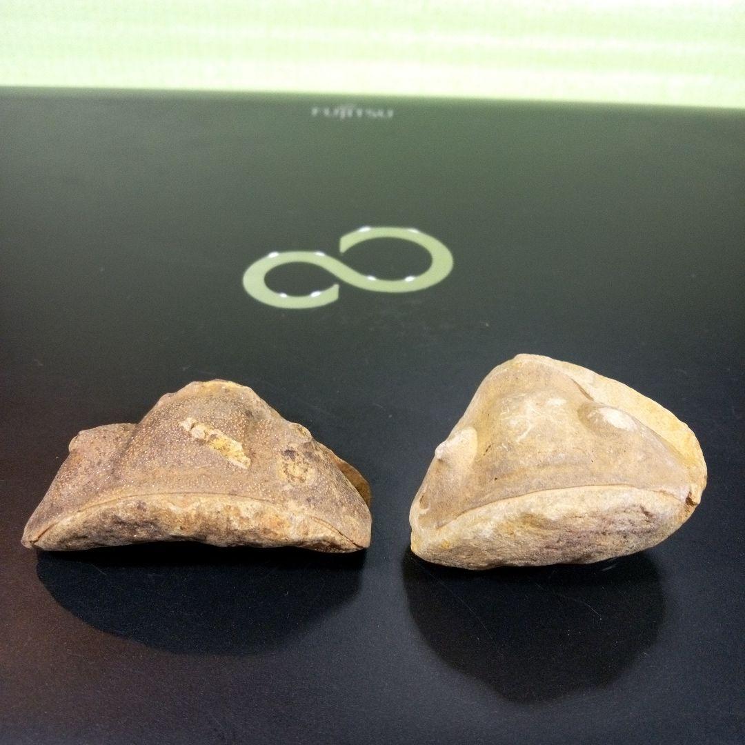 三葉虫　化石　fossil　ボリビア産　レア　Fossil識別②　２個セット