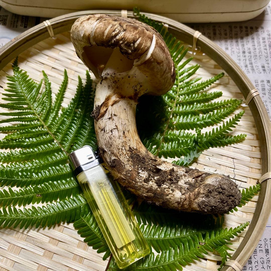 専用です！【大阪泉州産】天然松茸 採れたて良品☆1本110g国産