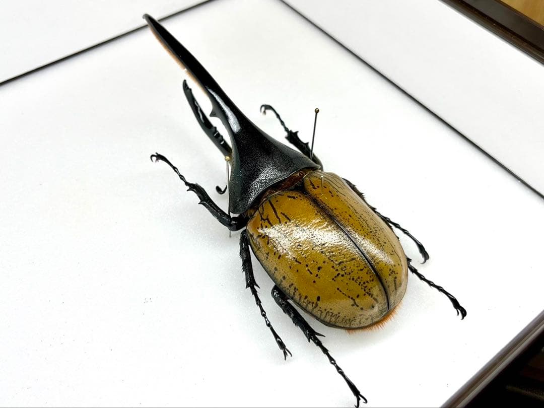 ヘラクレスオオカブト ブリュゼニ 135mm 標本