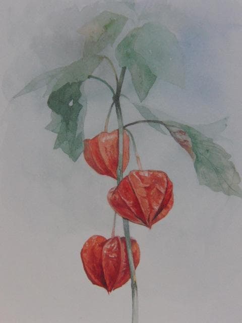 藤井勉、ほおずき、希少な画集より、新品高級額、額装付、状態良好