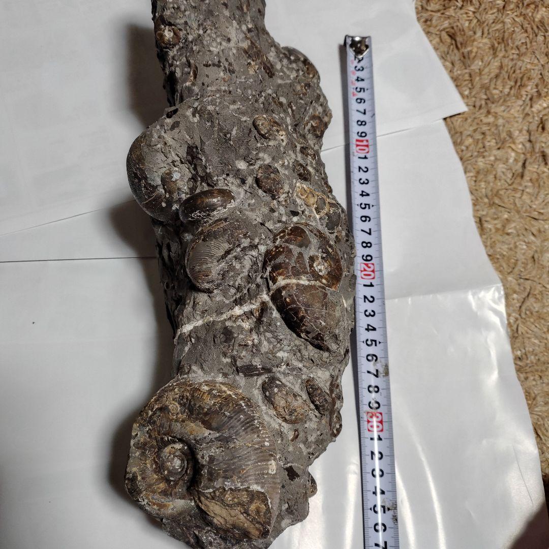 アンモナイト化石