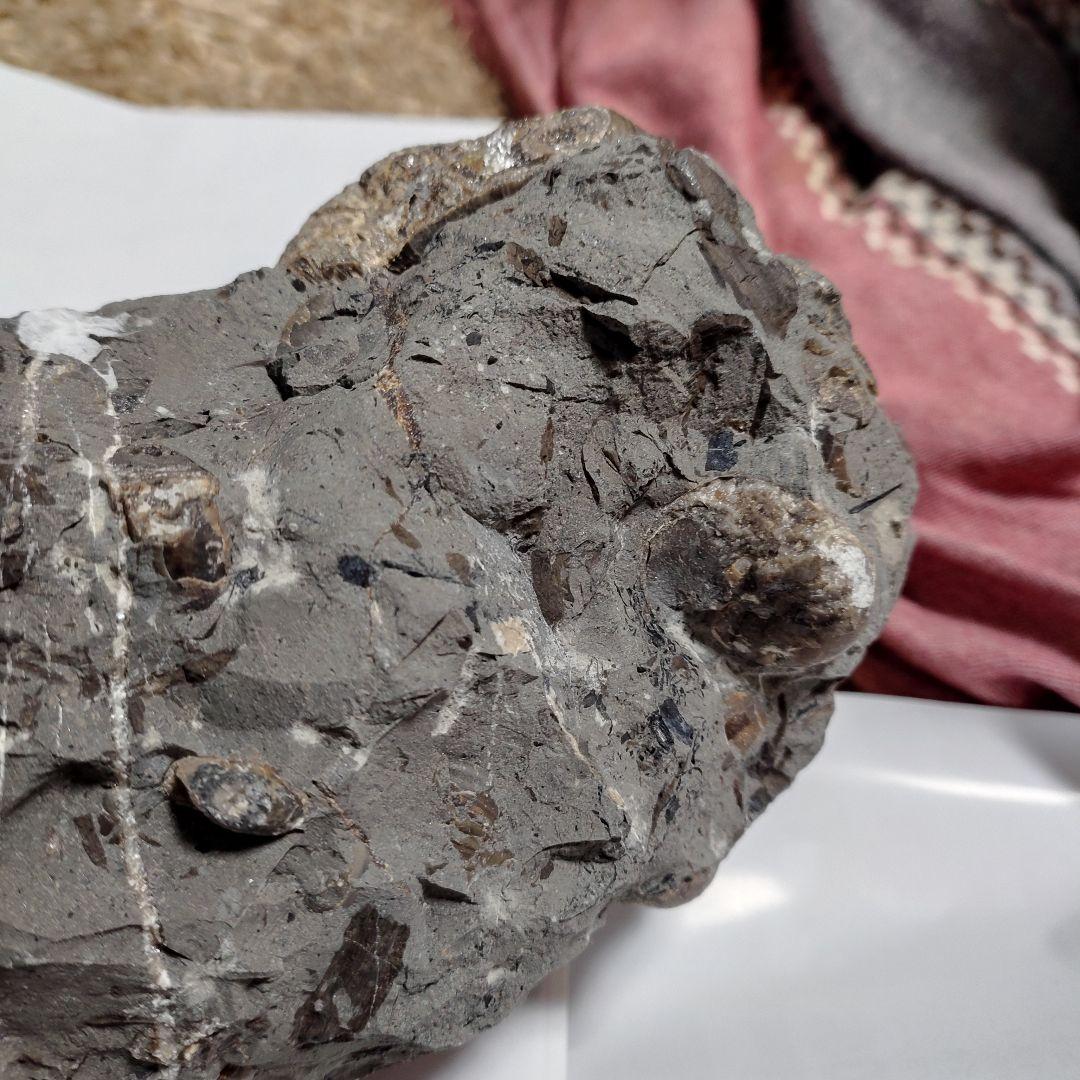 アンモナイト化石