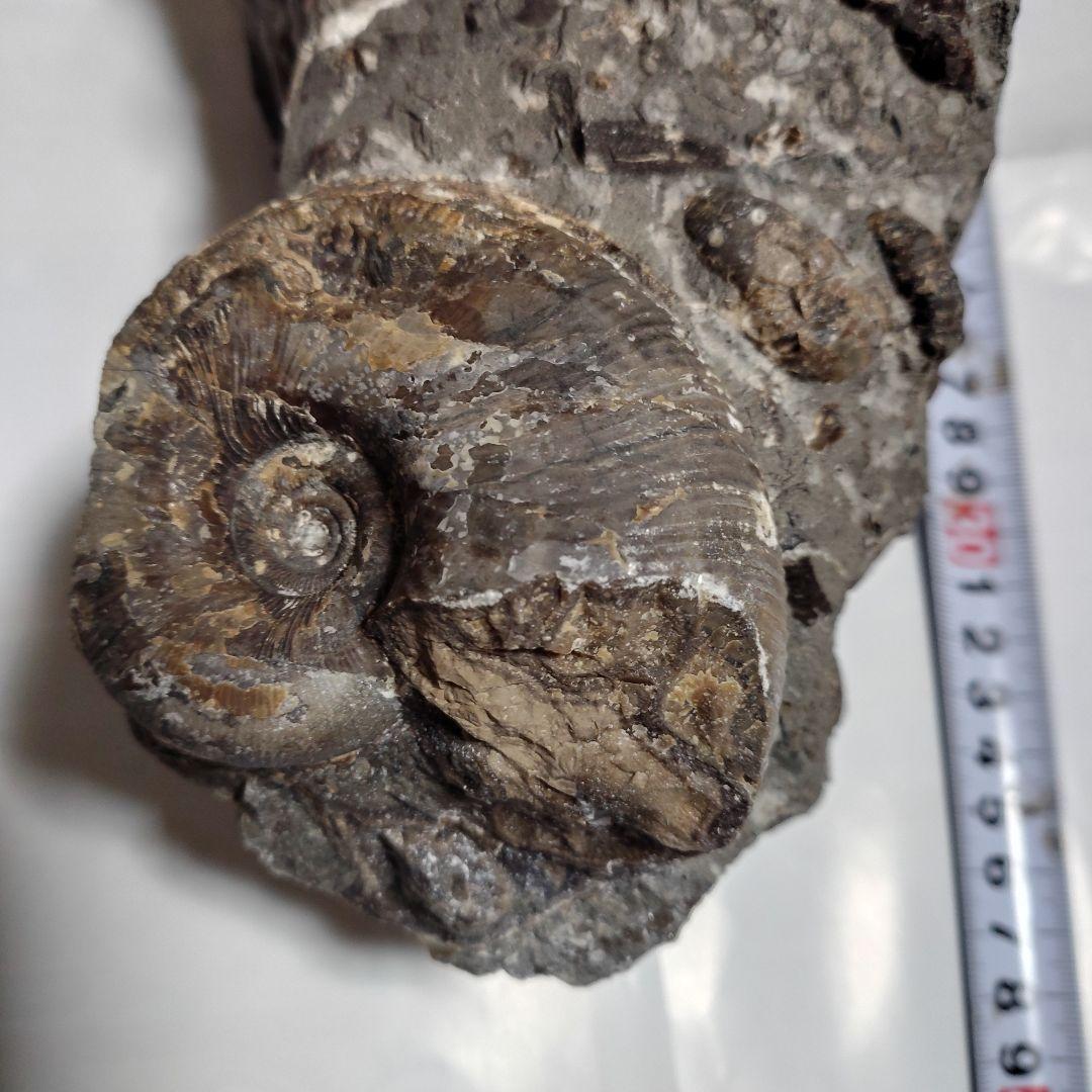 アンモナイト化石
