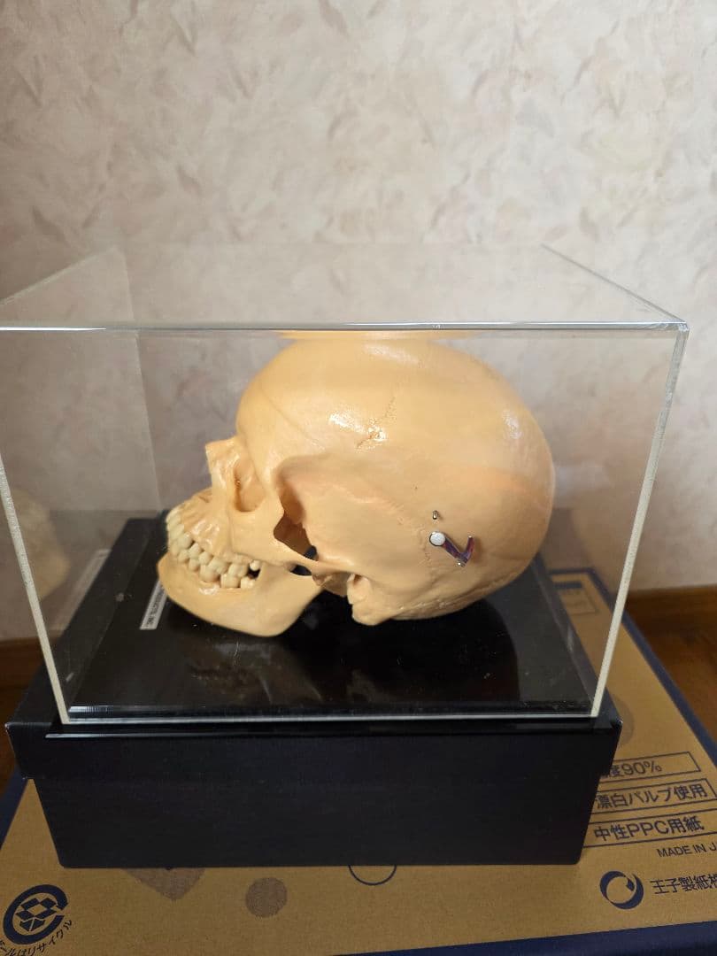 NISSIN DENTAL 頭 歯 模型 アンティーク ガイコツ