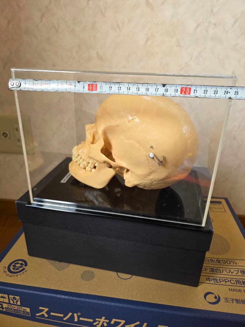 NISSIN DENTAL 頭 歯 模型 アンティーク ガイコツ