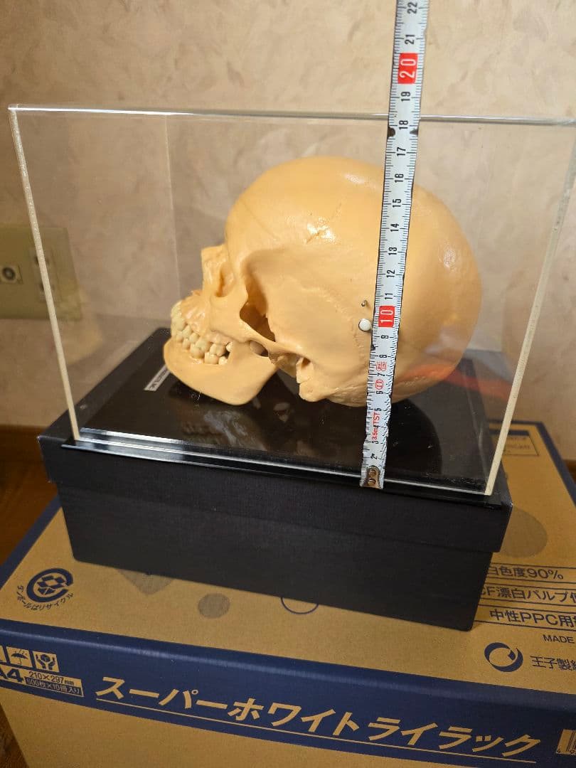 NISSIN DENTAL 頭 歯 模型 アンティーク ガイコツ