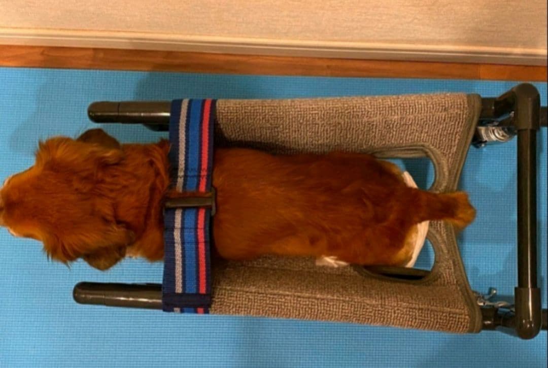 犬の４輪歩行器(中型犬シートタイプ)