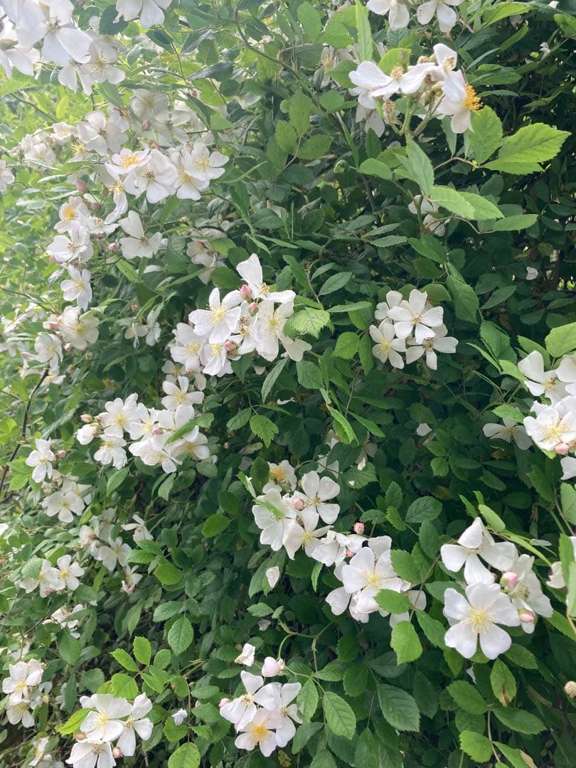 Yshop 　ニホンミツバチ　日本蜜蜂　生ハチミツ　蜂蜜　1120g