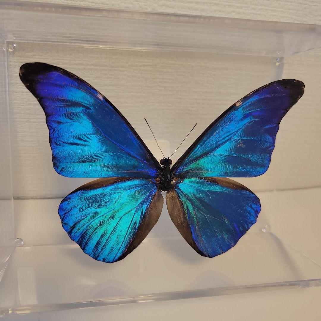 蝶の標本　熱帯ジャングルを舞う宝石(珍珍A)