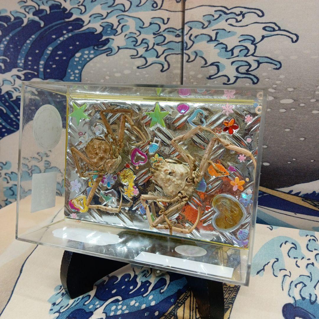 稀少平家怨霊讃岐國屋島檀ノ浦長門國下関壇之浦源平合戦凹凸立体平家蟹鬼面蟹標本飾り