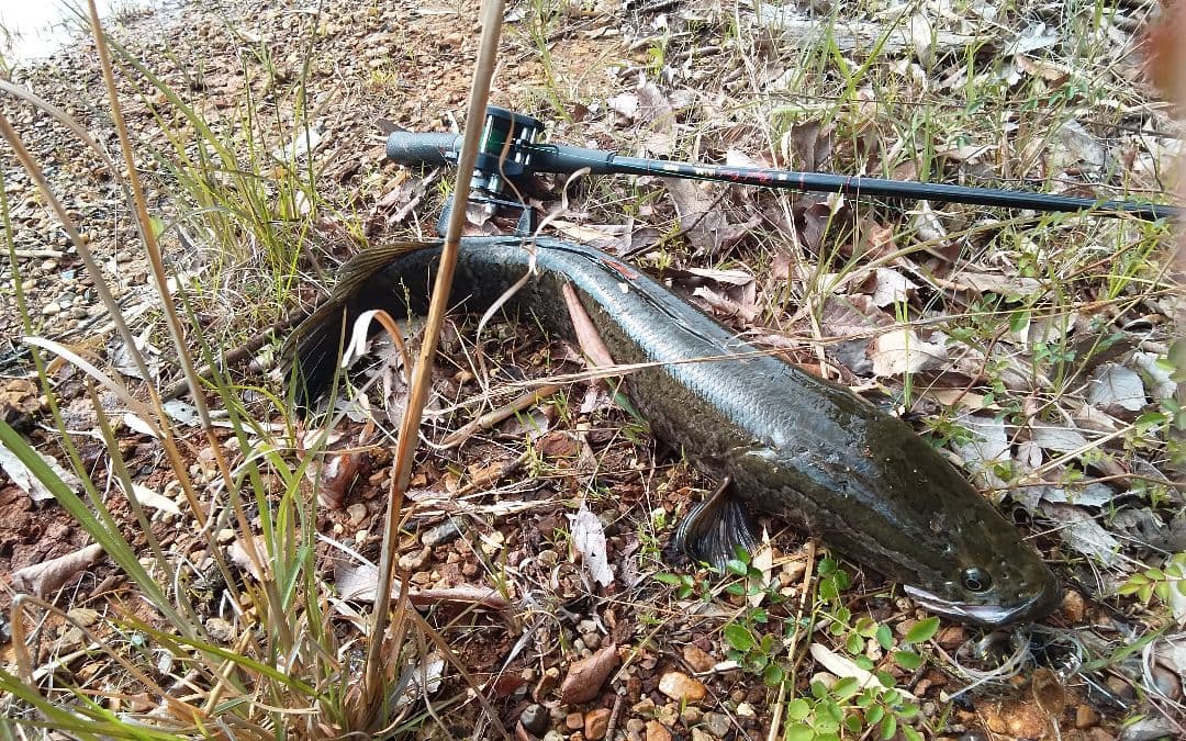 RYOBI Caspro 400V リョービ　キャスプロ　オールドリール