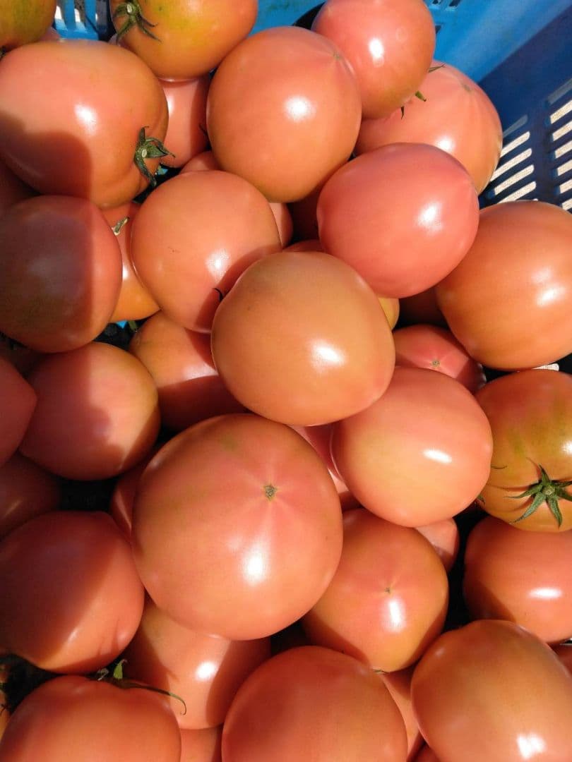 はるゆー　飛騨高山産　トマト　ＡＢ品 20kg（箱込）