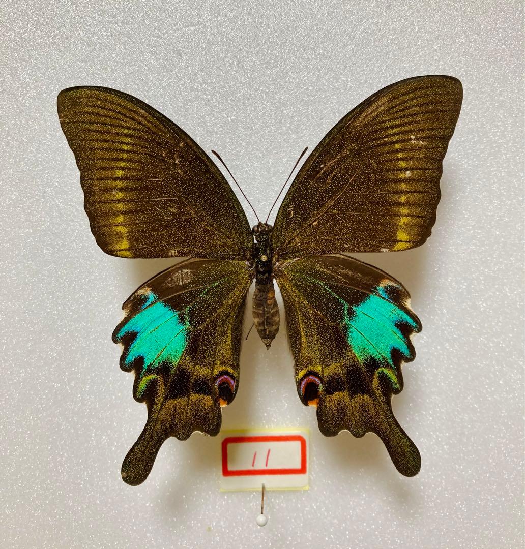 ルリモンアゲハ（1メス、香港産）