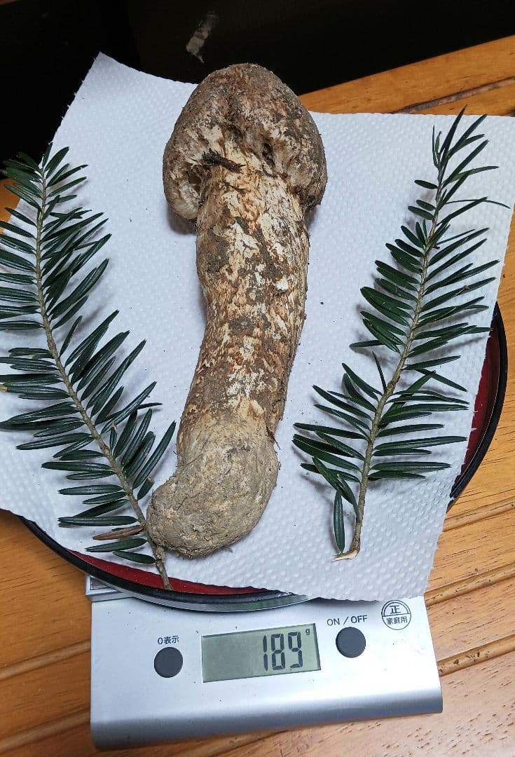 山梨産　栂松茸　極太180㌘　サービス付き