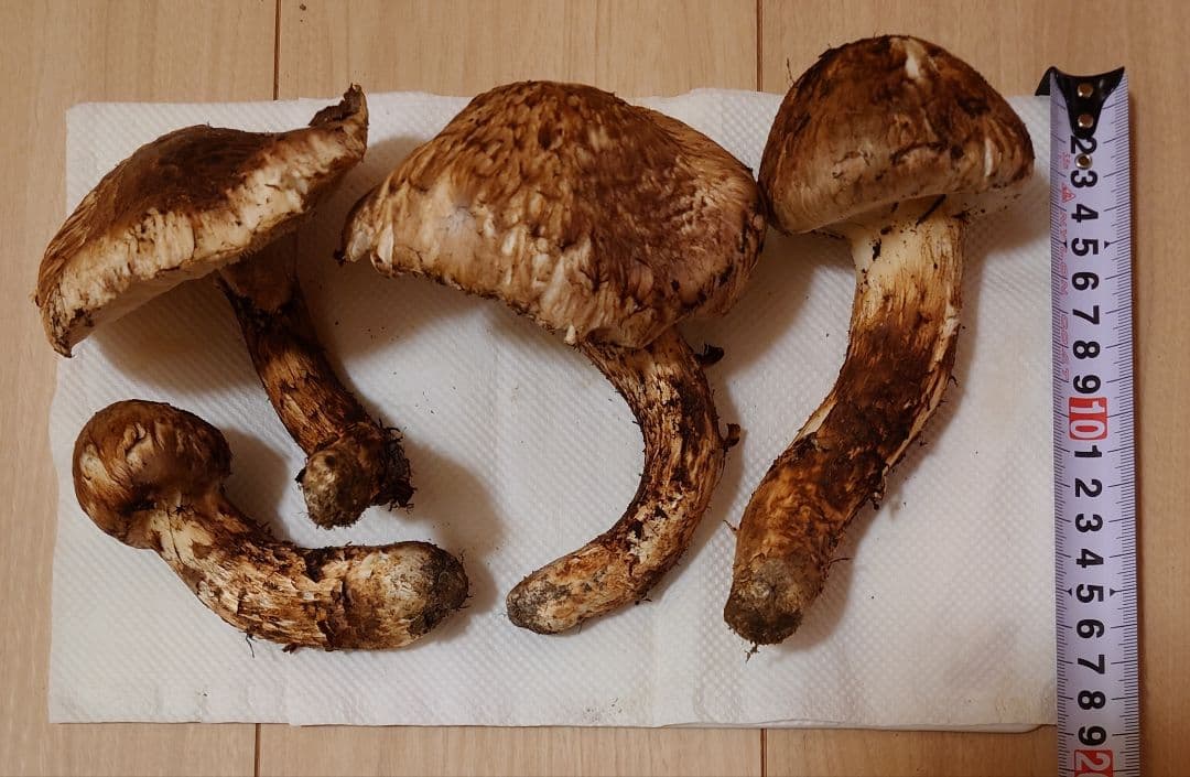 #岩手県岩手郡岩手町産天然松茸およそ300g