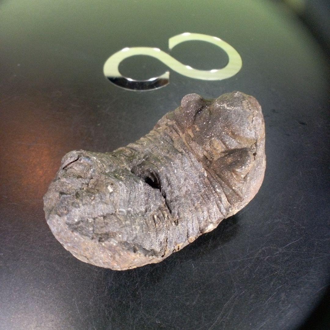 三葉虫　化石　ボリビア産　南アメリカ　trilobite　南米産fossil①