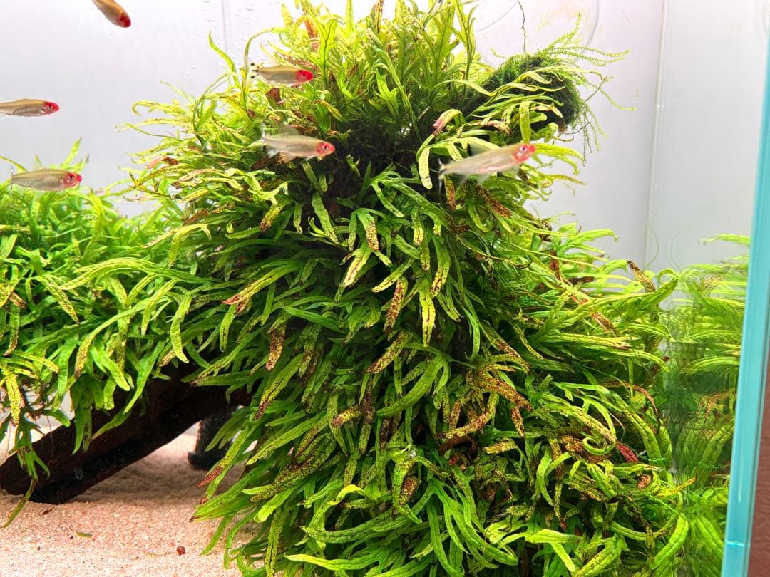 ADA ミクロソリウム トライデント 活着済 流木