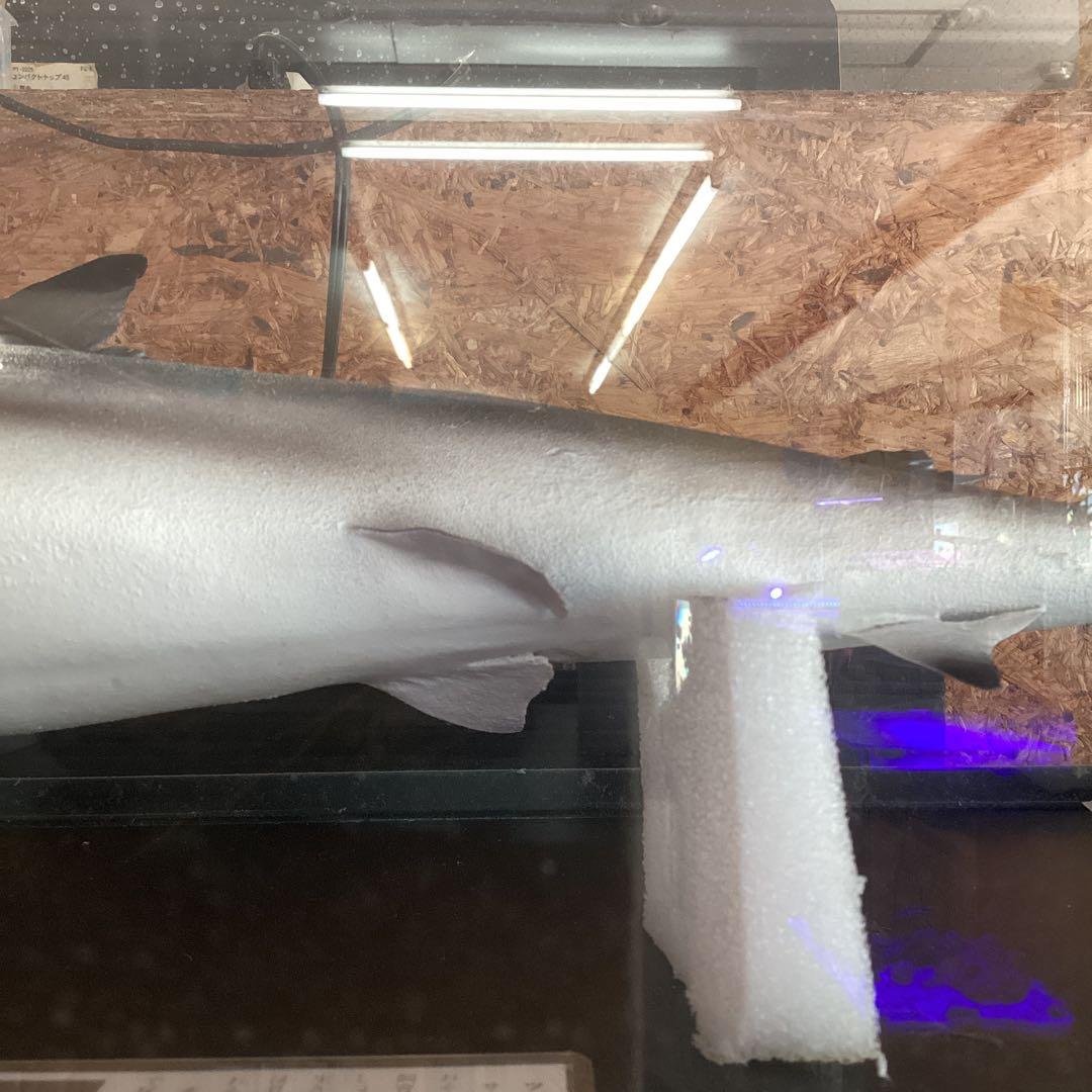 剥製魚 ブラックチップシャーク ツマグロ 50cm