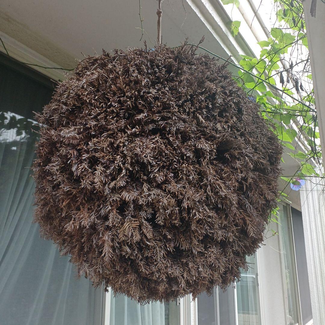 特大70㎝　目立つ　杉玉(酒林)