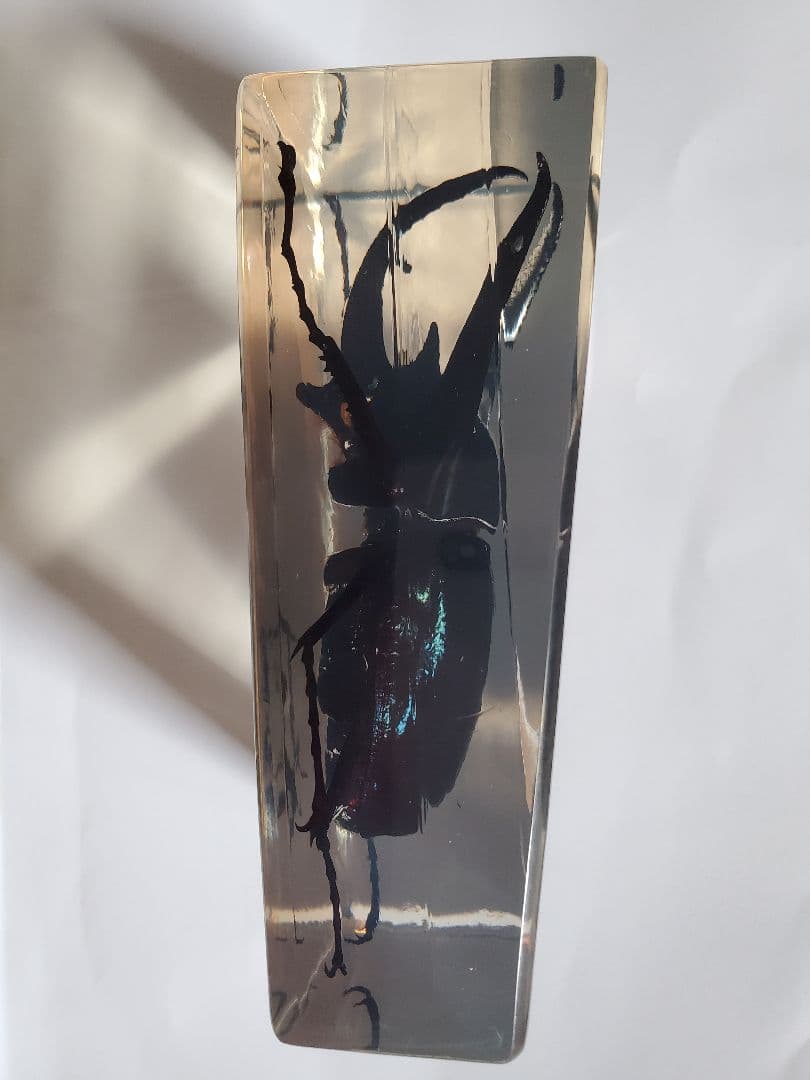 コーカサスオオカブト　ウェイト