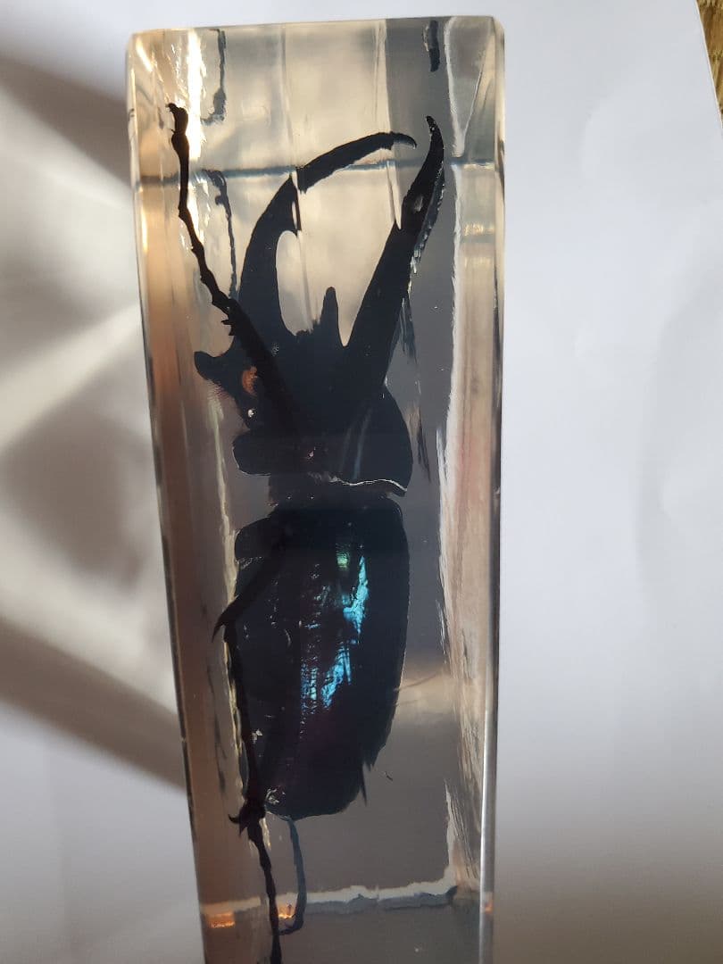 コーカサスオオカブト　ウェイト