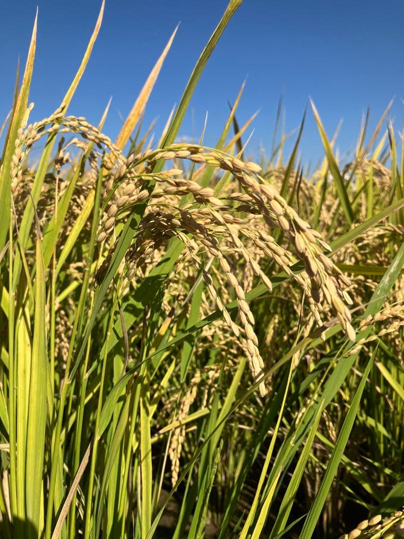 専用ページ　イセヒカリ 佐賀県産20キロ 無農薬・無肥料栽培