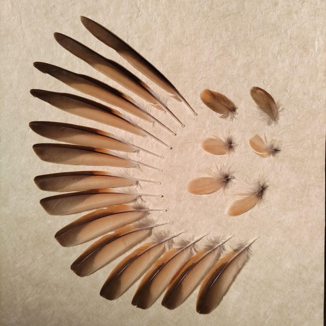 【匿名配送】ツグミ 羽根 風切 アートフレーム