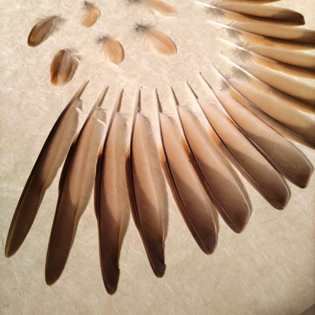 【匿名配送】ツグミ 羽根 風切 アートフレーム