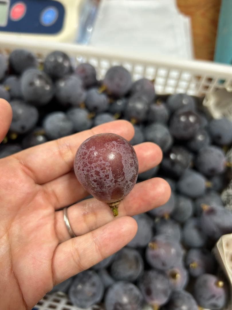 山形県産ぶどう　ピオーネ　粒10キロ