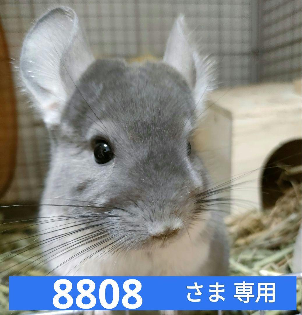 【8808】バニーセレクションプロ　リラックスサポート900g×10袋