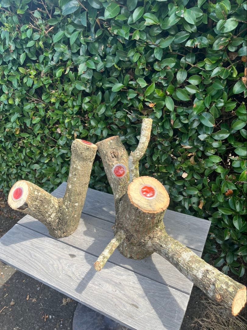 キングクルール様オーダー品　クヌギ　エサ皿