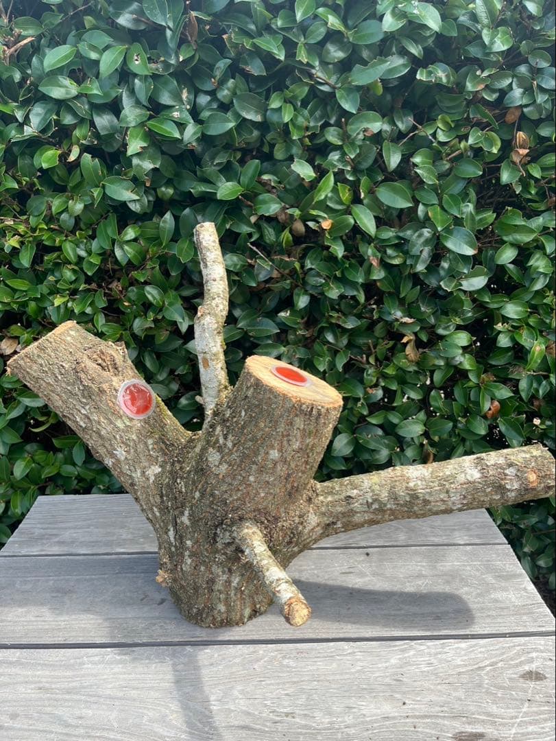 キングクルール様オーダー品　クヌギ　エサ皿