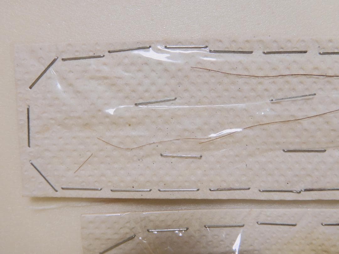 ペルー産　巨大コロギス　ペア　60-98mm